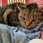 Znaleziono kota, Gdynia, 21 czerwca 2025