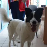 Znaleziono psa, Gdańsk, 9 lipca 2025