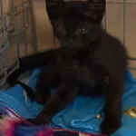 Znaleziono kota, Lublin, 4 lipca 2025