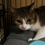 Znaleziono kota, Gdynia, 28 czerwca 2025