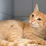 Znaleziono kota, Lublin, 3 lipca 2025