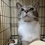 Znaleziono kota, Gdynia, 27 czerwca 2025