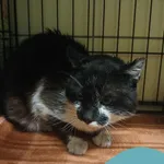 Znaleziono kota, Gdynia, 22 czerwca 2025