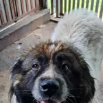 Pies do adopcji, Włocławek, 8 lipca 2025