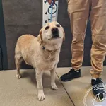 Przyjęty: 2025-07-09 Gmina: Żywiec Płeć: Suka Opis: labrador, biszkoptowe