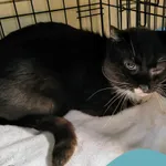 Znaleziono kota, Gdynia, 25 czerwca 2025