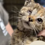 Znaleziono kota, Gdynia, 5 lipca 2025