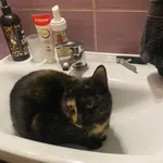 Zaginął kot, Wejherowo, 9 lipca 2025