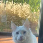 Zaginął kot, Sosnowiec, 9 lipca 2025