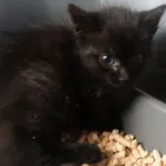 Znaleziono kota, Gdańsk, 9 lipca 2025