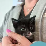 Znaleziono kota, Gdynia, 3 lipca 2025