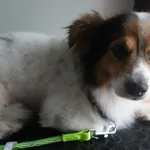 Znaleziono psa, Gdańsk, 9 lipca 2025