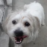 Znaleziono psa, Gdańsk, 10 lipca 2025