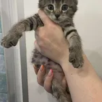 Znaleziono kota, Lublin, 9 lipca 2025