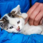 Znaleziono kota, Racławice, 7 lipca 2025