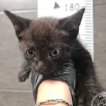 Przyjęty: 2025-07-08 Gmina: Żywiec Płeć: Kocur Opis: europejska, czarne z białym