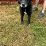 Znaleziono psa, Czartki, 10 lipca 2025