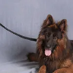 Pies do adopcji, Gdańsk, 10 lipca 2025