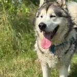 Pies do adopcji, Żywiec, 7 lipca 2025