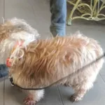 Pies odnaleziony w dniu 09.07.2025 r. przy ul. Królowej Jadwigi.