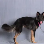 Pies do adopcji, Gdańsk, 10 lipca 2025