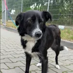 Znaleziono psa, Grudziądz, 21 maja 2025