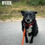 Pies do adopcji, Rytlów, 10 lipca 2025