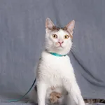 Kot do adopcji, Gdańsk, 10 lipca 2025