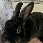 Oddam zwierzę, Wrocław, 23 czerwca 2025