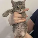 Znaleziono kota, Lublin, 9 lipca 2025