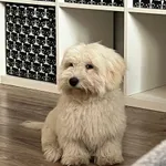 Zaginął pies, Głuchów, 10 lipca 2025