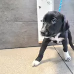 Przyjęty: 2025-07-09 Gmina: Morawica Płeć: Suka Opis: mieszaniec, czarno-białe