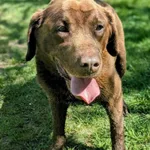 Pies do adopcji, Żywiec, 4 maja 2025