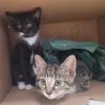 Truskawka i Poziomka