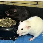 Oddam zwierzę, Wrocław, 15 czerwca 2025