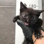 Przyjęty: 2025-07-08 Gmina: Żywiec Płeć: Kotka Opis: europejska, czarne