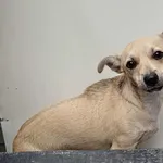 Znaleziono psa, Lublin, 9 lipca 2025