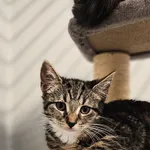 Znaleziono kota, Szczecin, 11 lipca 2025