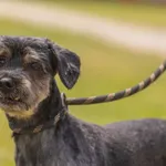 Pies do adopcji, Świdnica, 3 czerwca 2025