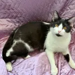 Kot do adopcji, Świdnica, 22 stycznia 2025