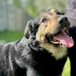 Pies do adopcji, Świdnica, 5 marca 2025