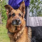 Pies do adopcji, Świdnica, 10 marca 2025