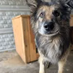 Aron - kto pokocha starszego psa?   