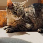 Kot do adopcji, Świdnica, 2 maja 2025