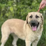 Pies do adopcji, Świdnica, 29 marca 2025