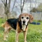 Pies do adopcji, Świdnica, 10 marca 2025