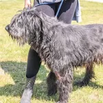 Pies do adopcji, Świdnica, 25 kwietnia 2025