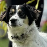 Pies do adopcji, Świdnica, 1 kwietnia 2025