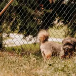 Pies do adopcji, Czartki, 11 lipca 2025