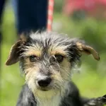 Pies do adopcji, Świdnica, 3 czerwca 2025